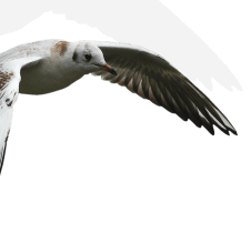 Fertő-táj ékkövei projekt